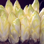 Endives