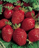 Fraises ciflorette ou gariguette